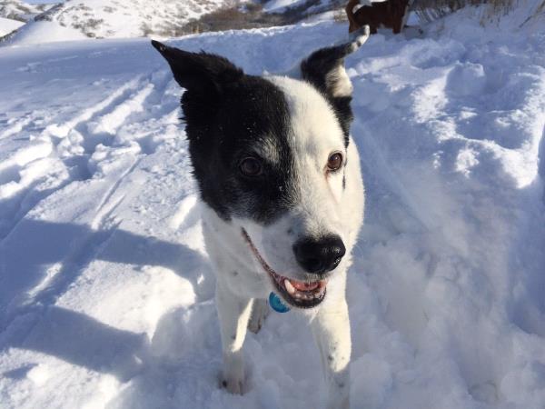 /Images/uploads/Humane Society of Utah/HSUCalendar/entries/1169thumb.jpg